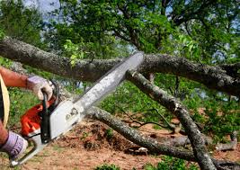 Best Tree Preservation Services  in New Canaan, CT